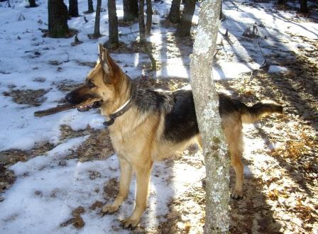 yodi jugando en la nieve